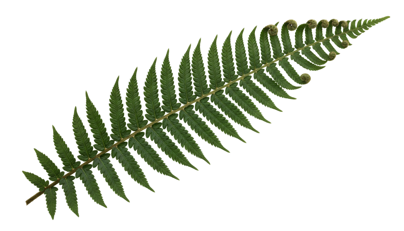 fern illustration png PNG transparent background