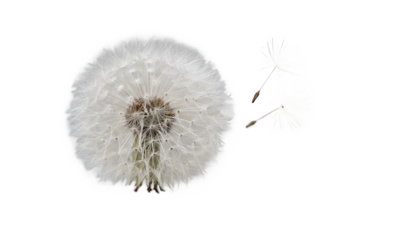 dandelion seeds png PNG transparent background