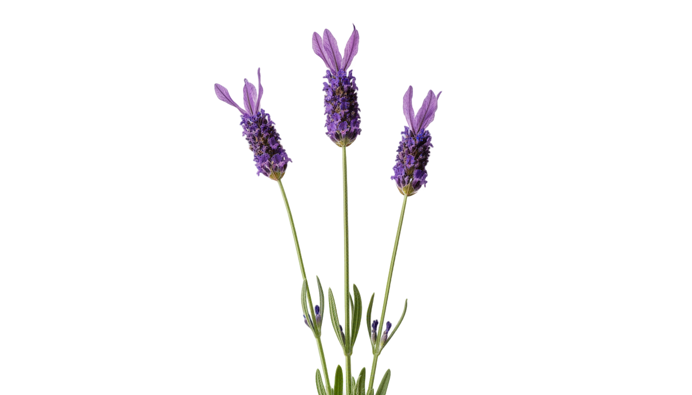 french lavender png PNG transparent background