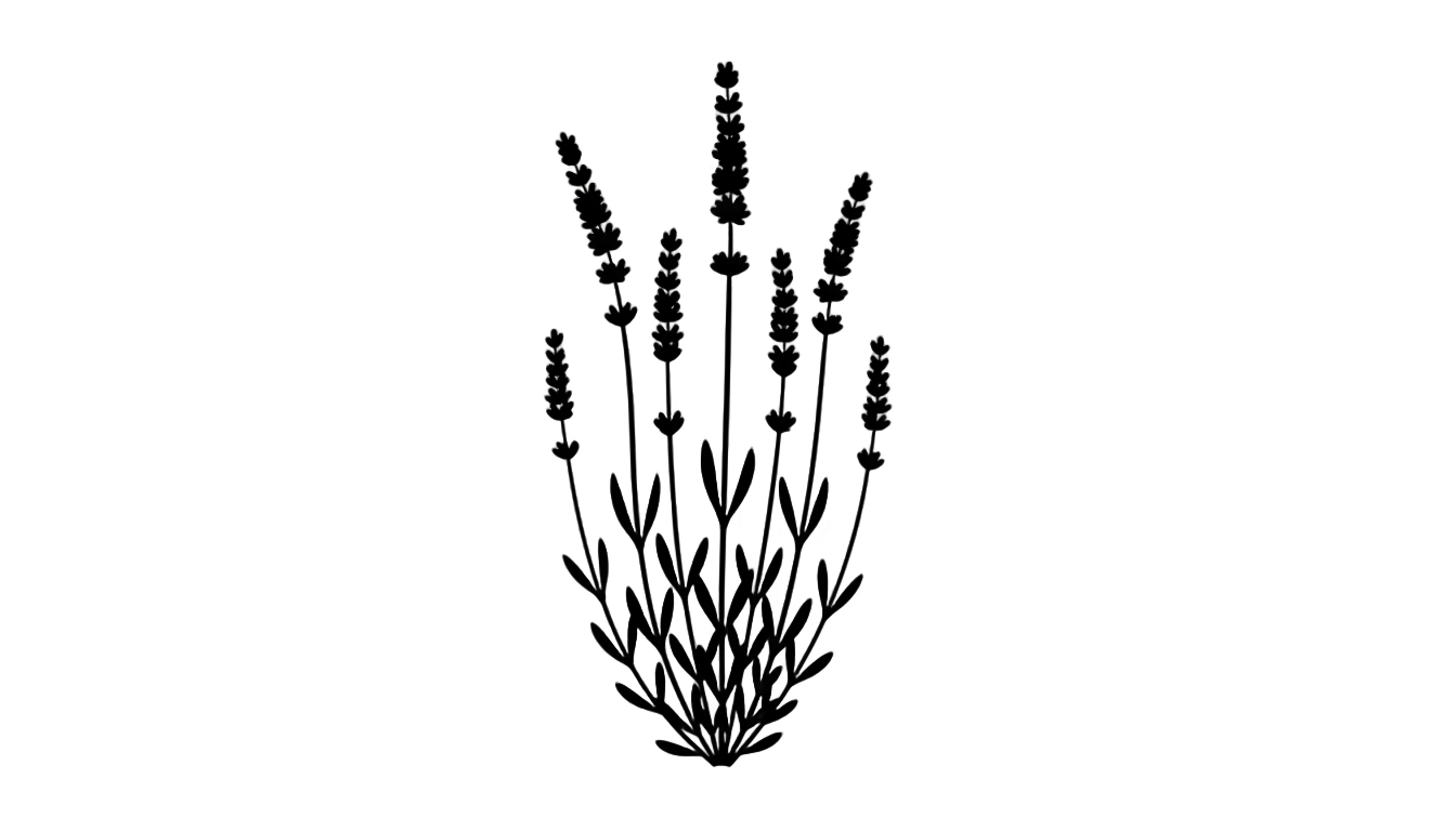 lavender silhouette png PNG transparent background
