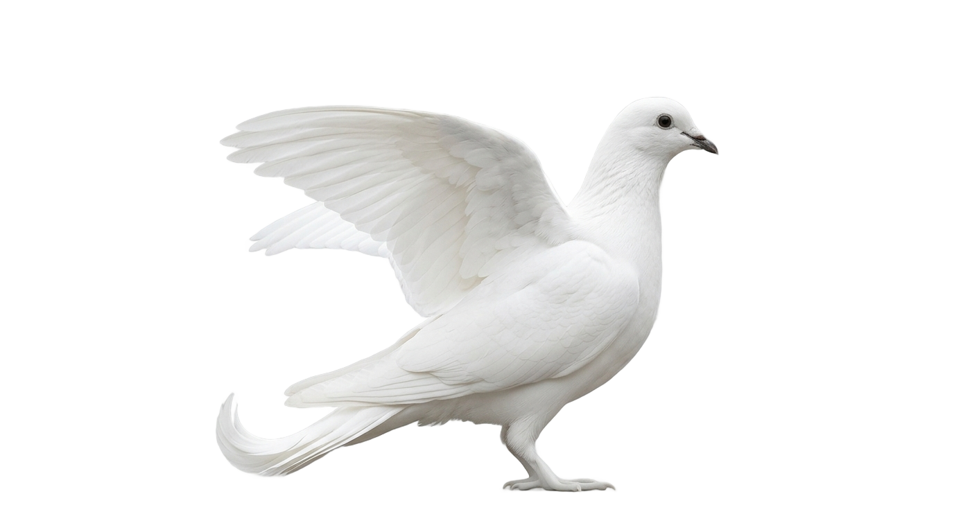 dove soap logo png PNG transparent background