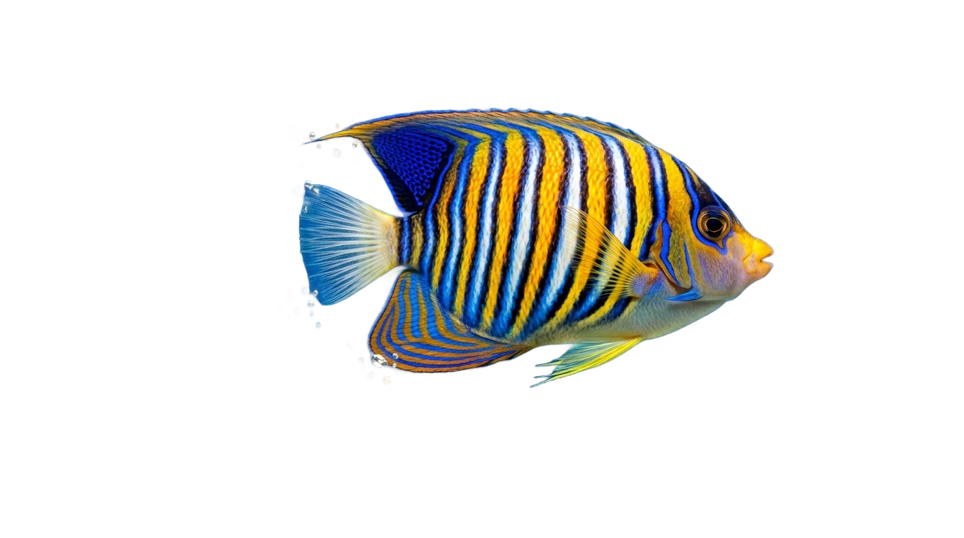 fish underwater png PNG transparent background