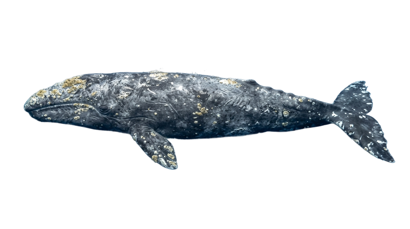 gray whale png PNG transparent background