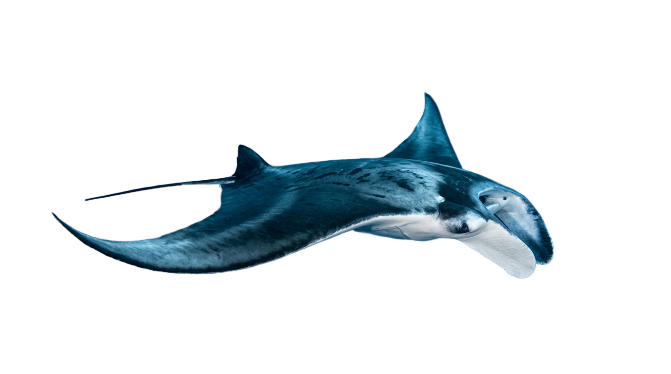 manta ray codm png PNG transparent background