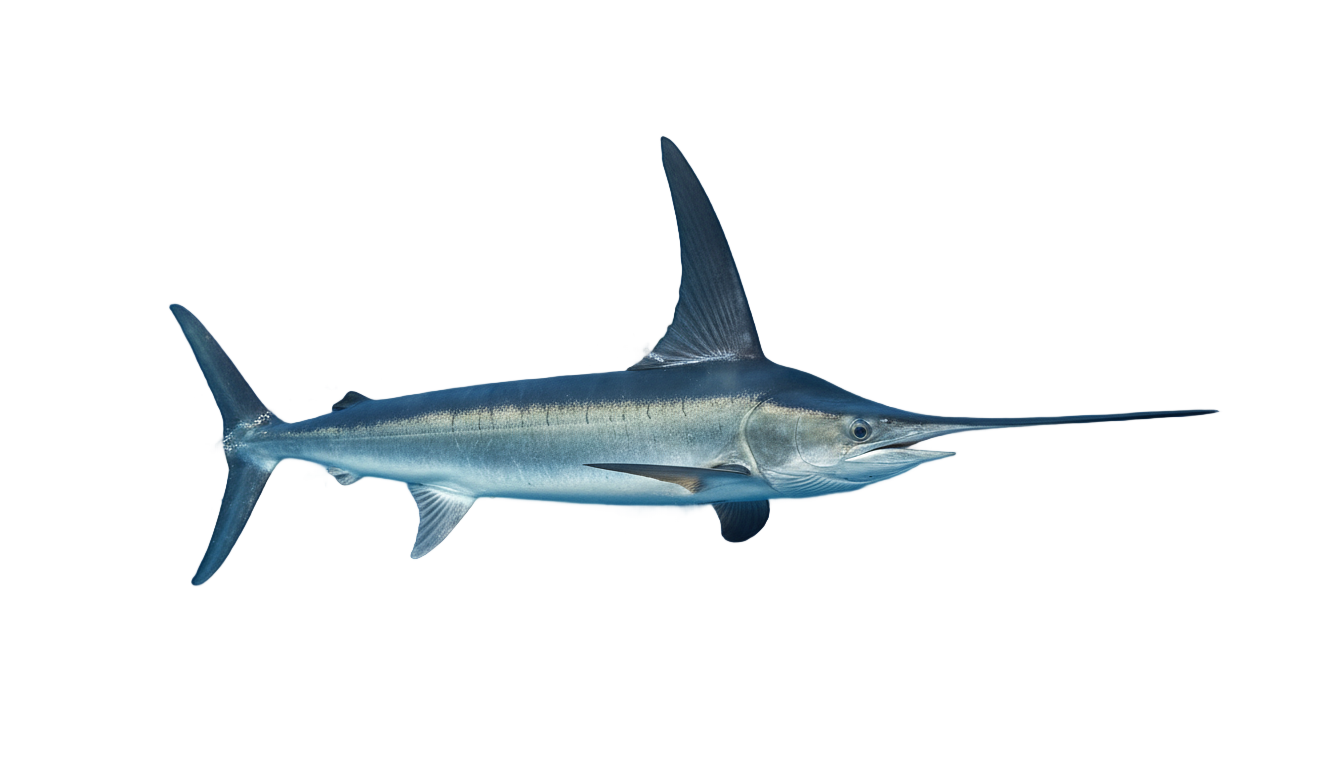sword fish png PNG transparent background