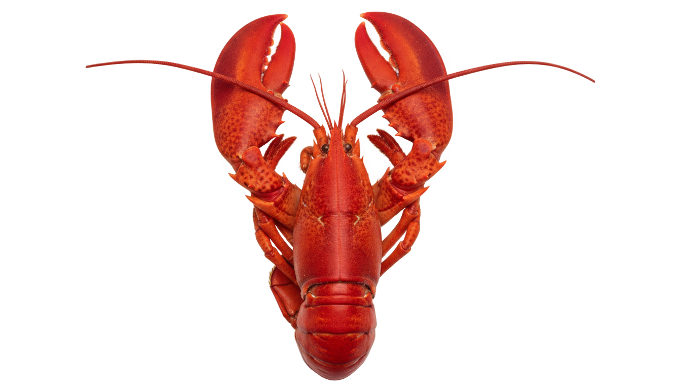 lobster clipart png PNG transparent background