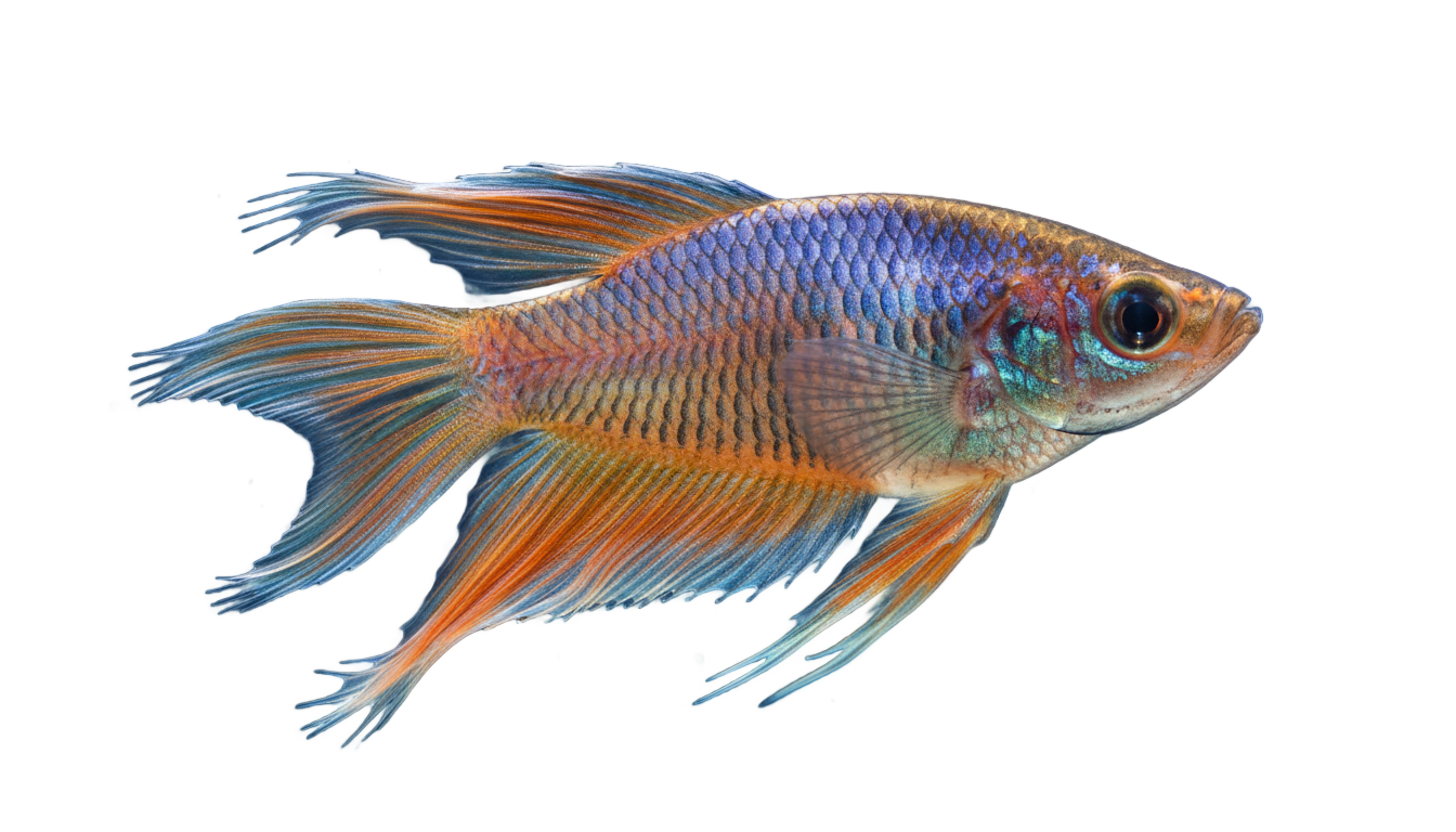 fish gif png PNG transparent background