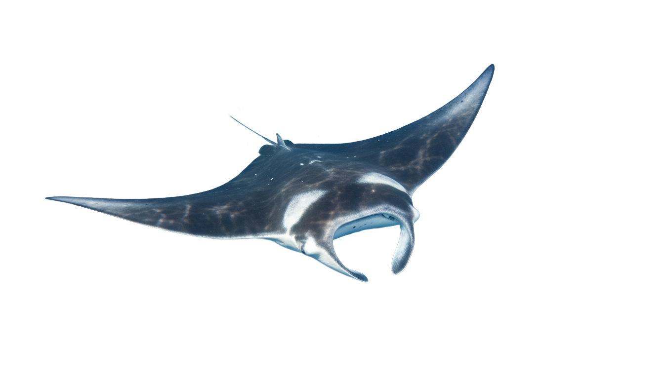 manta ray cod png PNG transparent background