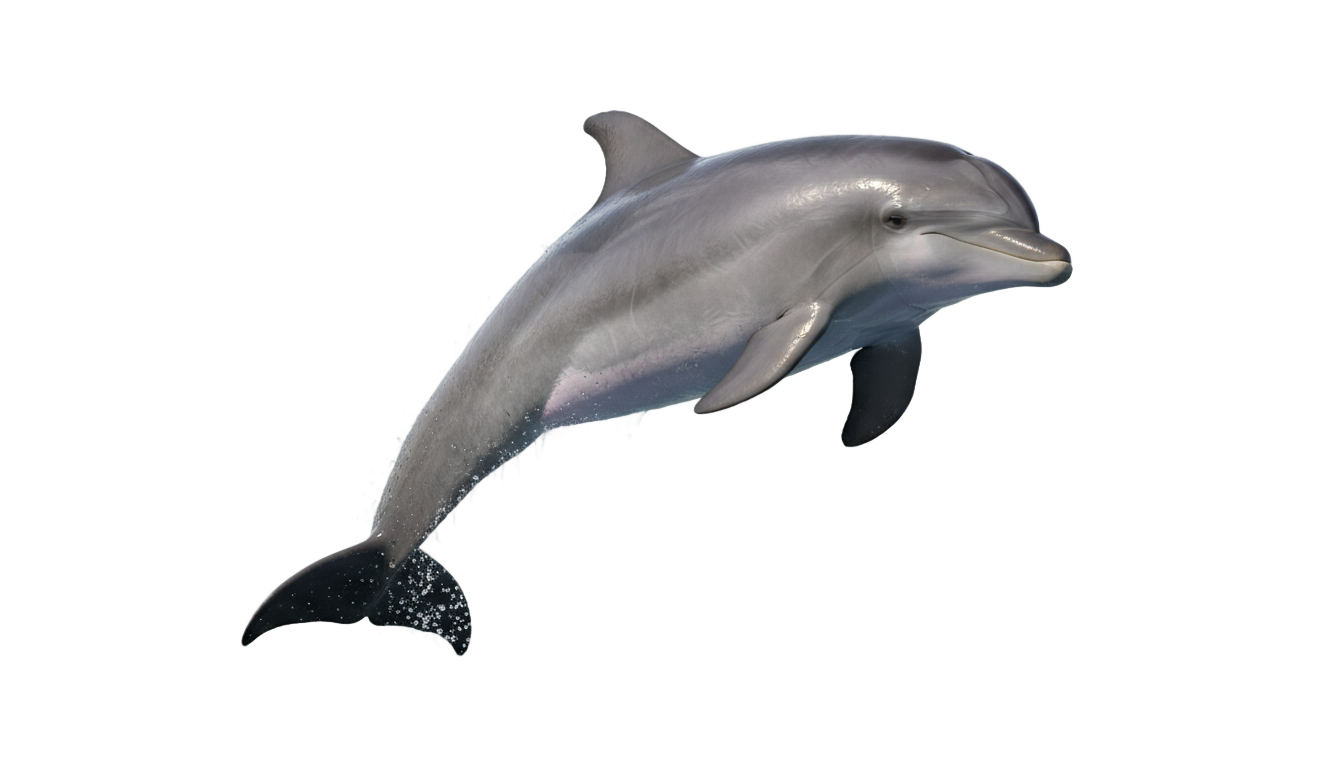 dolphin jumping clipart png PNG transparent background