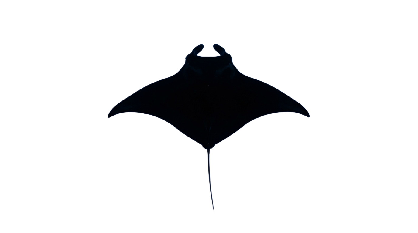 manta ray silhouette png PNG transparent background
