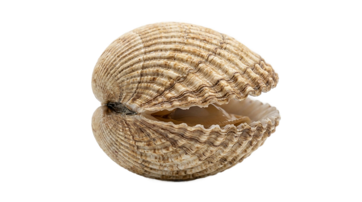 clam clipart png PNG transparent background