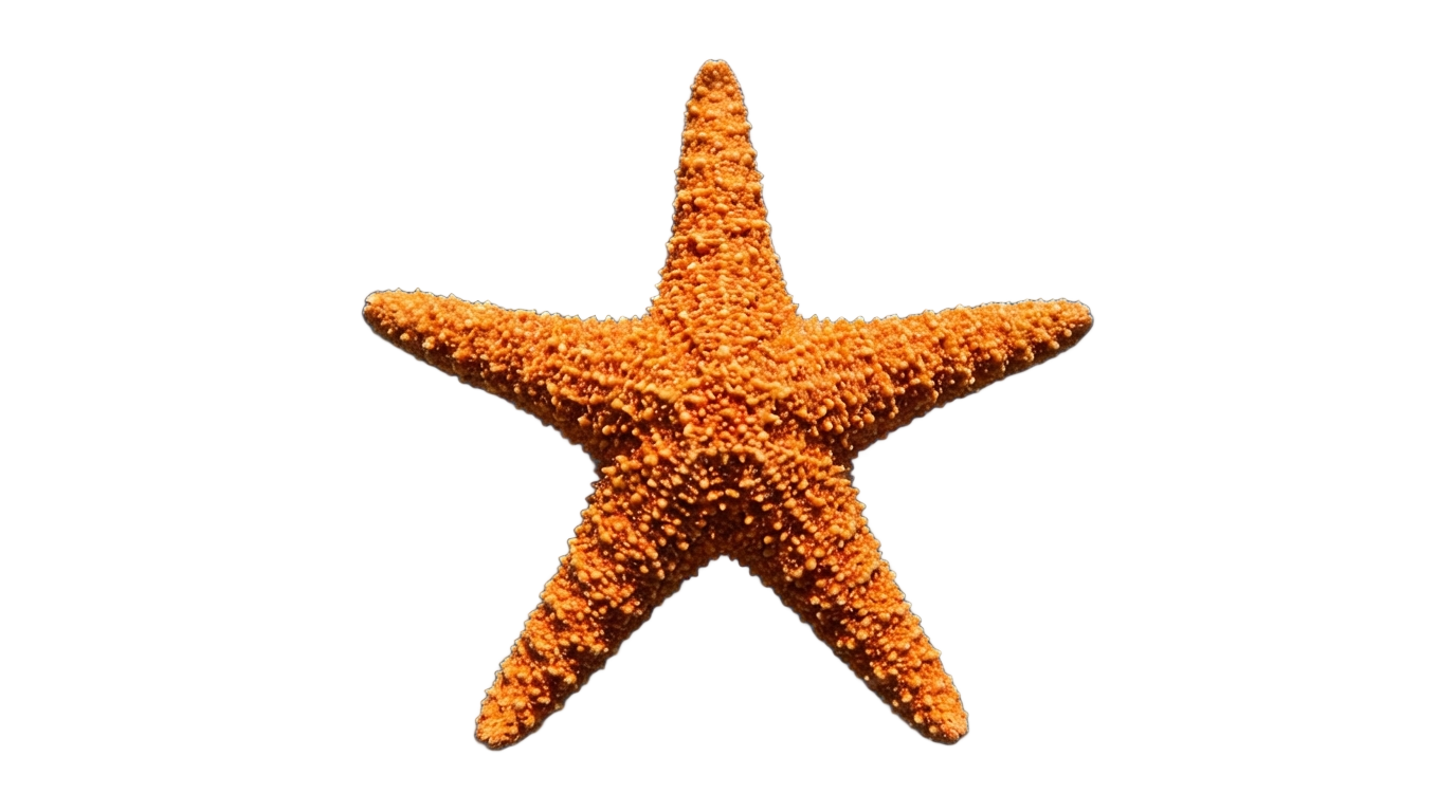 starfish png PNG transparent background
