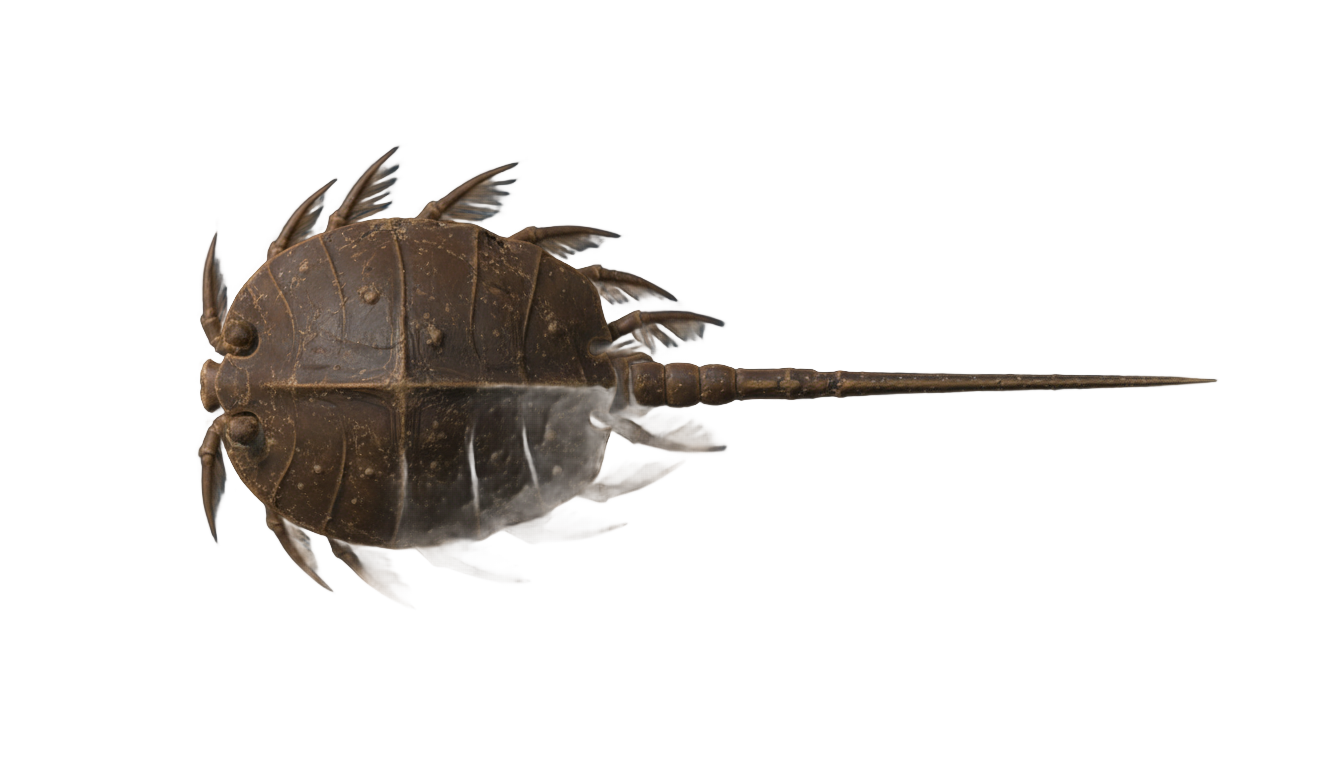 horseshoe crab png PNG transparent background