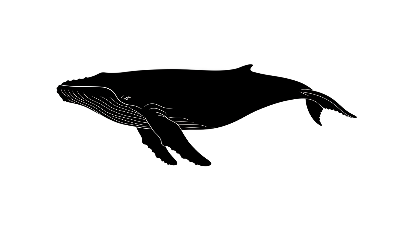 black whale png PNG transparent background