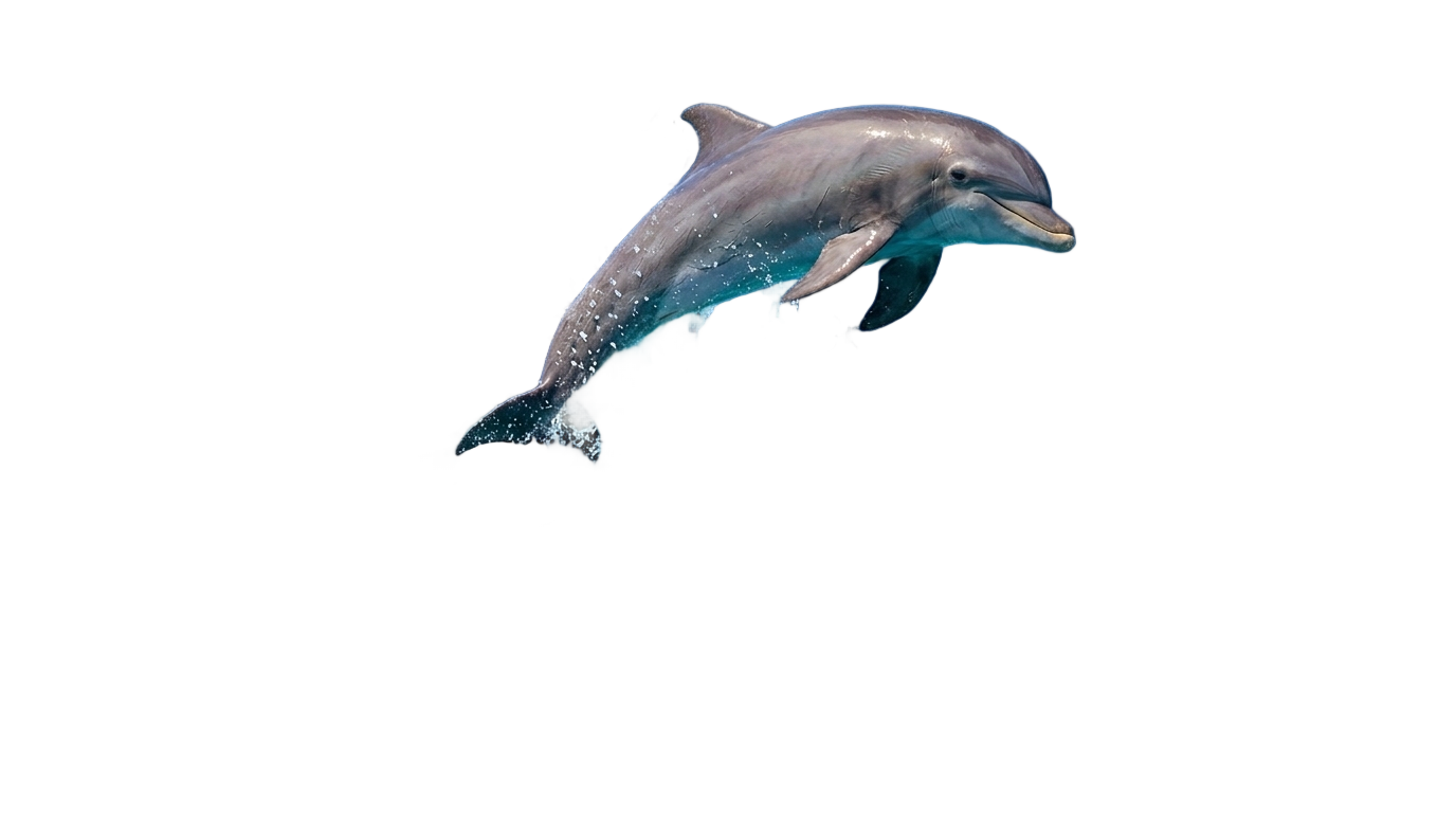dolphin reef 918kiss png PNG transparent background