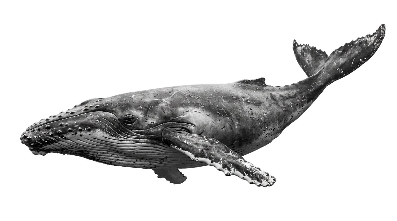 whale png black and white PNG transparent background