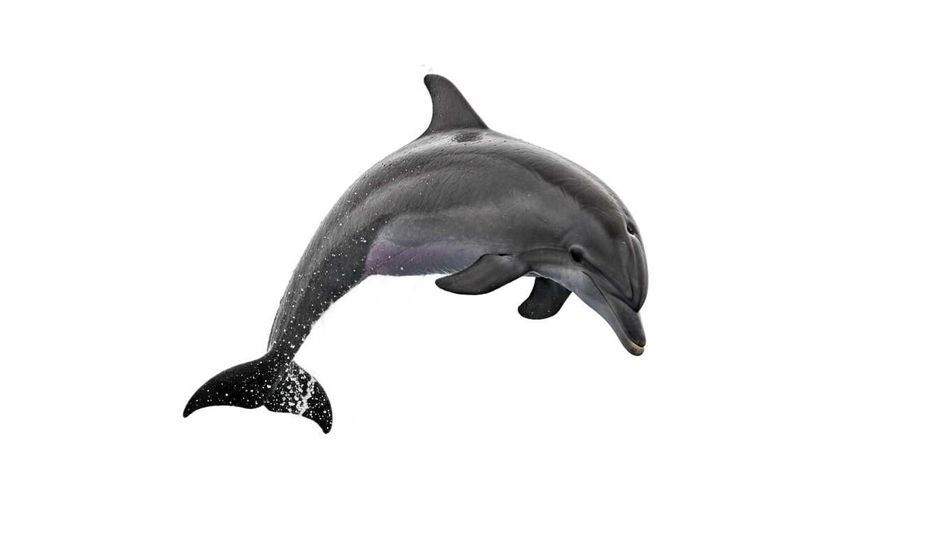 dolphin jumping png PNG transparent background