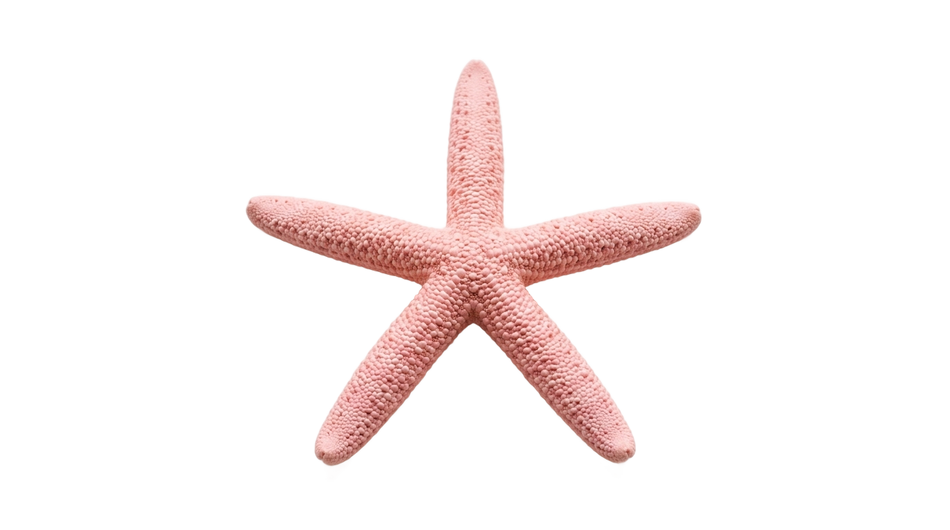pink starfish clipart png PNG transparent background