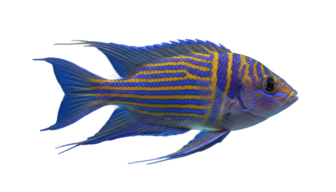 saltwater fish png PNG transparent background