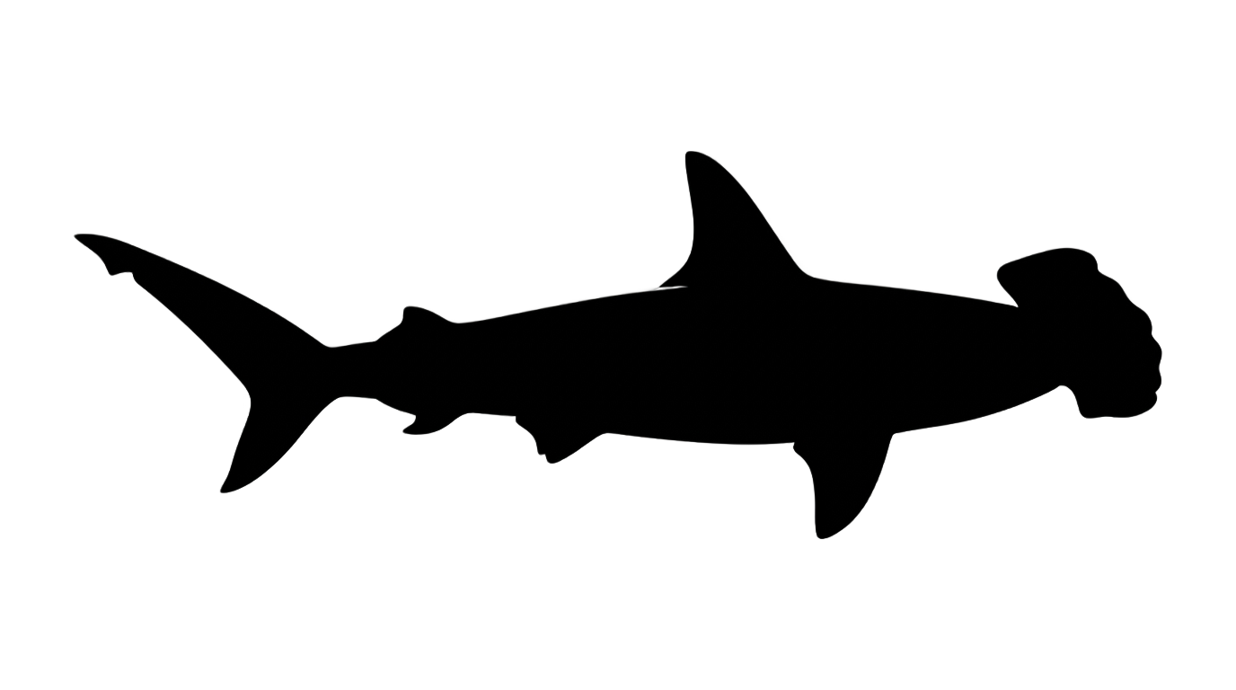 hammerhead shark silhouette png PNG transparent background