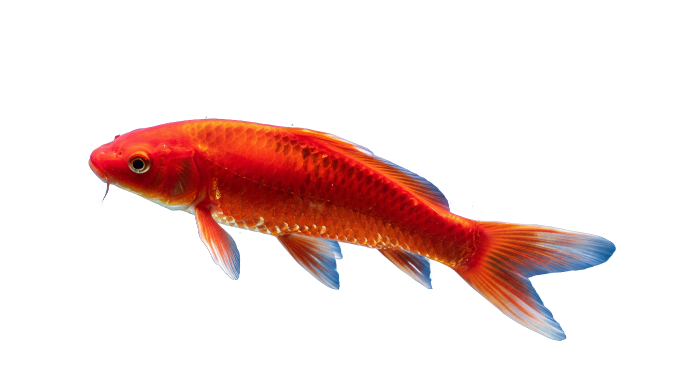 red fish png PNG transparent background