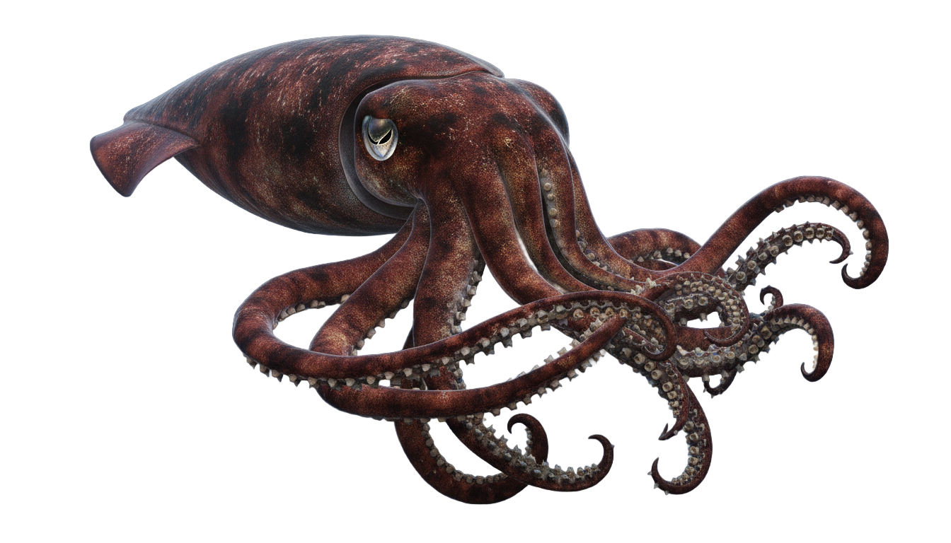 colossal squid png PNG transparent background