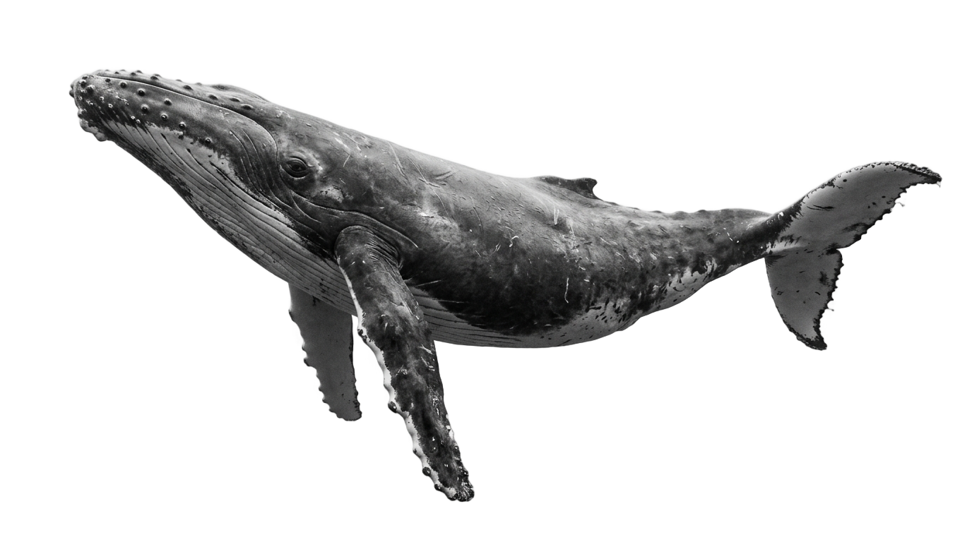 whale png black and white PNG transparent background
