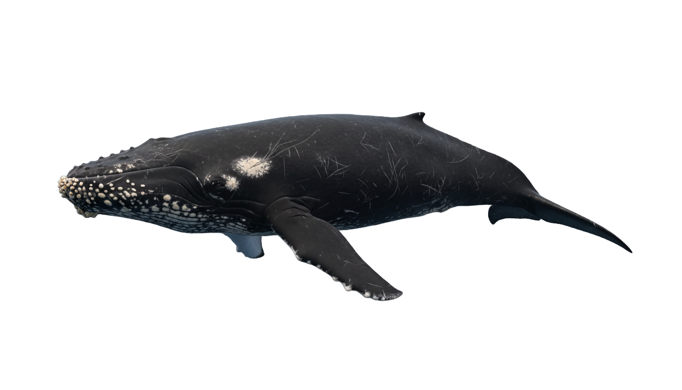 right whale png PNG transparent background