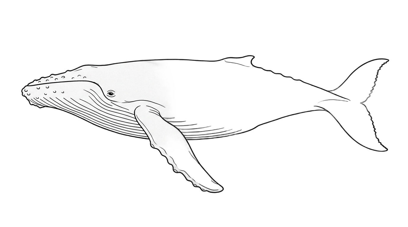 whale outline png PNG transparent background