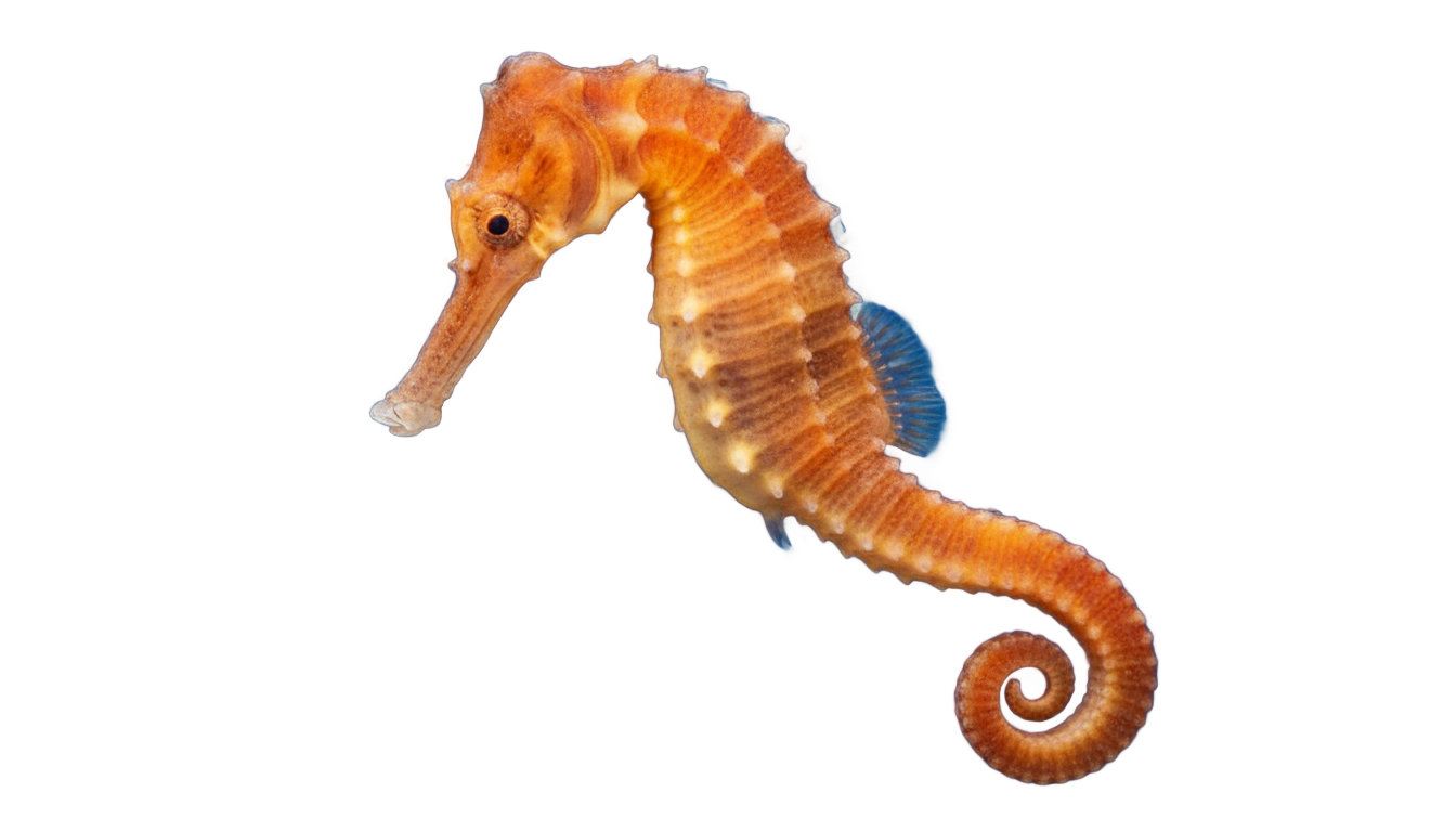 seahorse png PNG transparent background