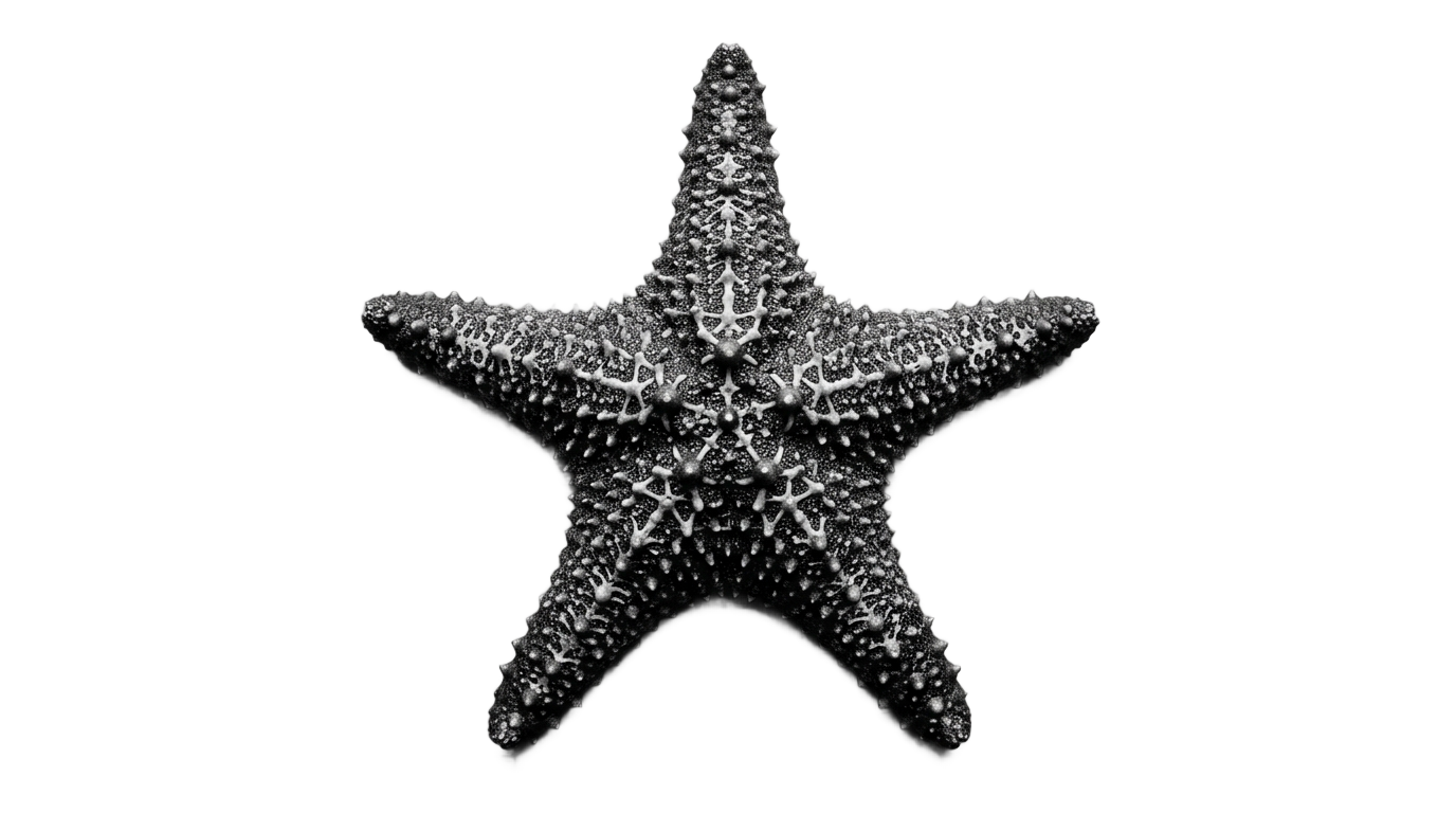 starfish png black and white PNG transparent background