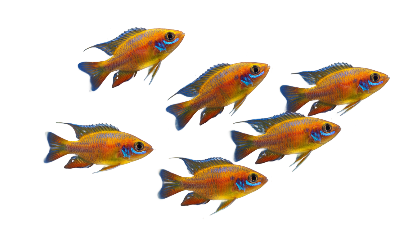 group of fish png PNG transparent background