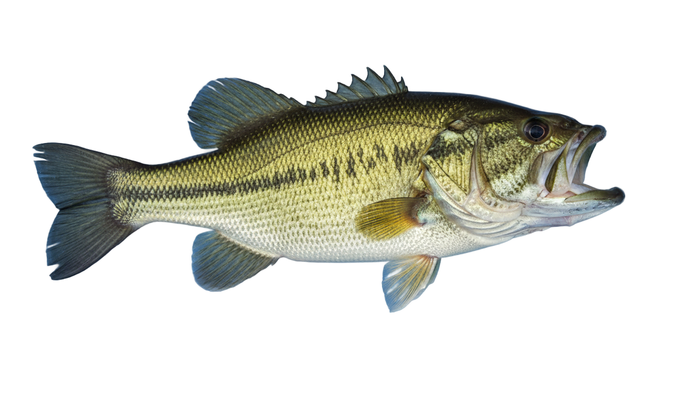 bass fish png PNG transparent background