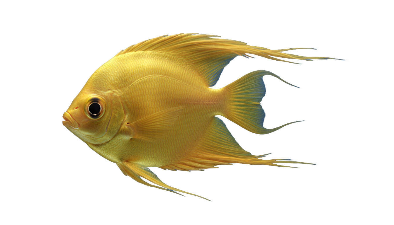 yellow fish png PNG transparent background