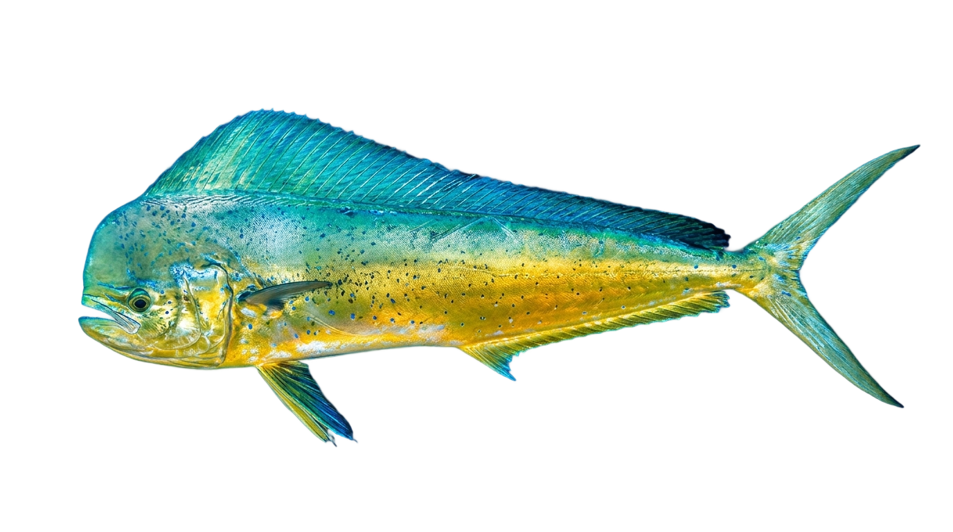 dolphin fish png PNG transparent background