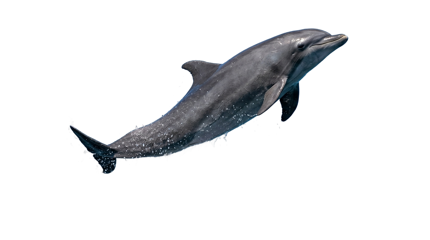 dolphin gif png PNG transparent background