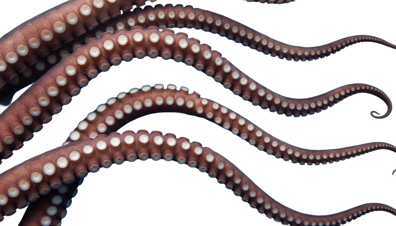 octopus tentacles png PNG transparent background