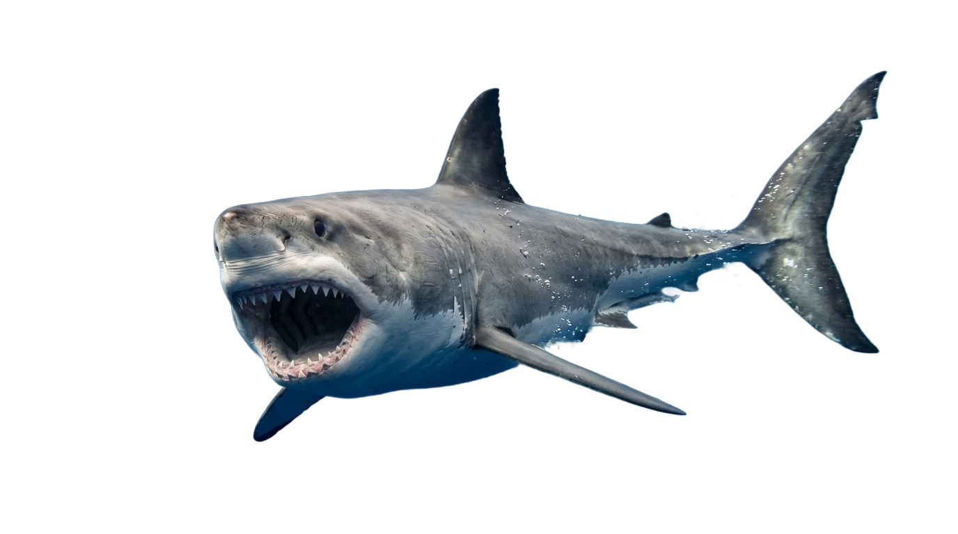 shark illustration png PNG transparent background
