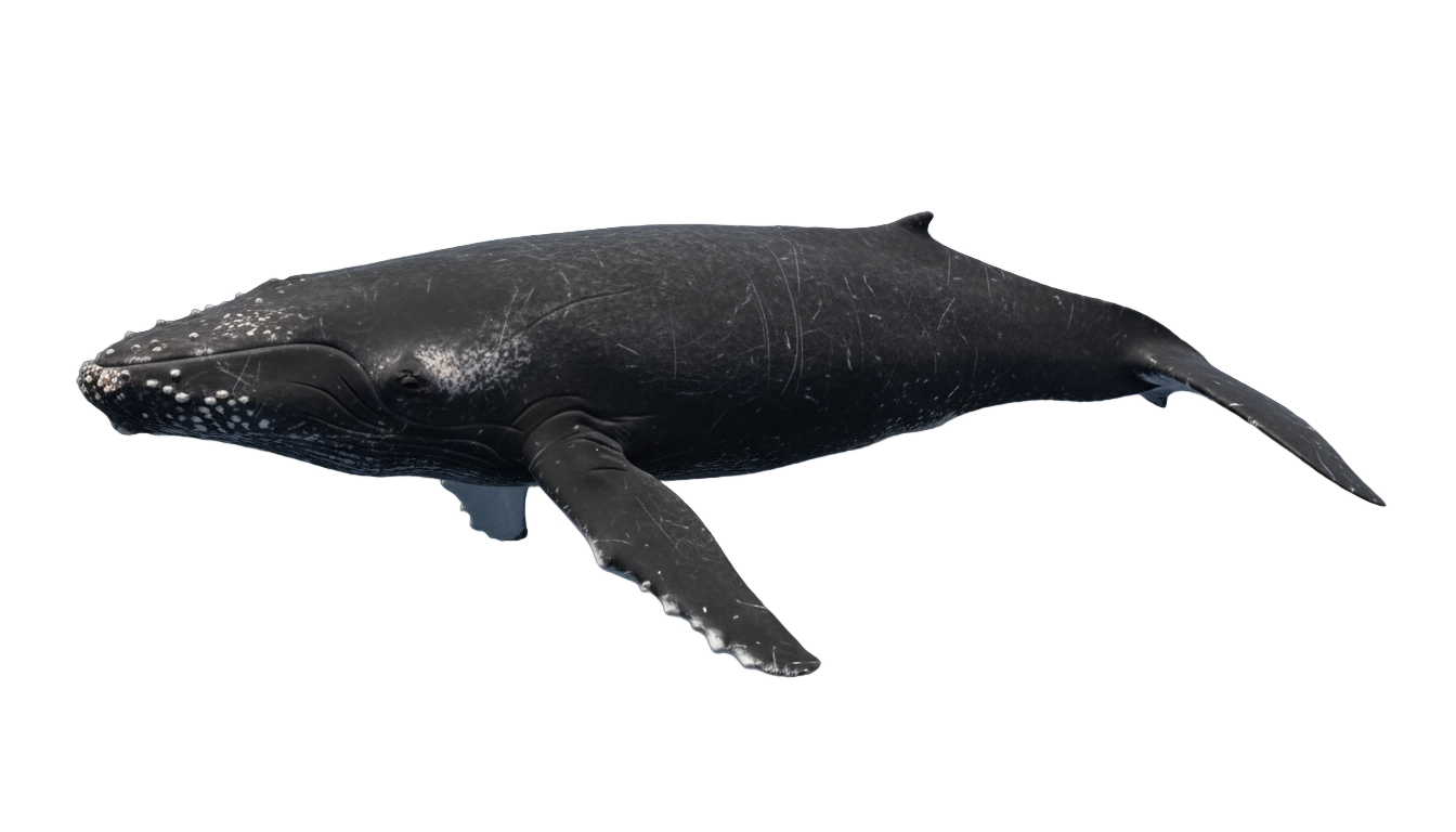 right whale png PNG transparent background