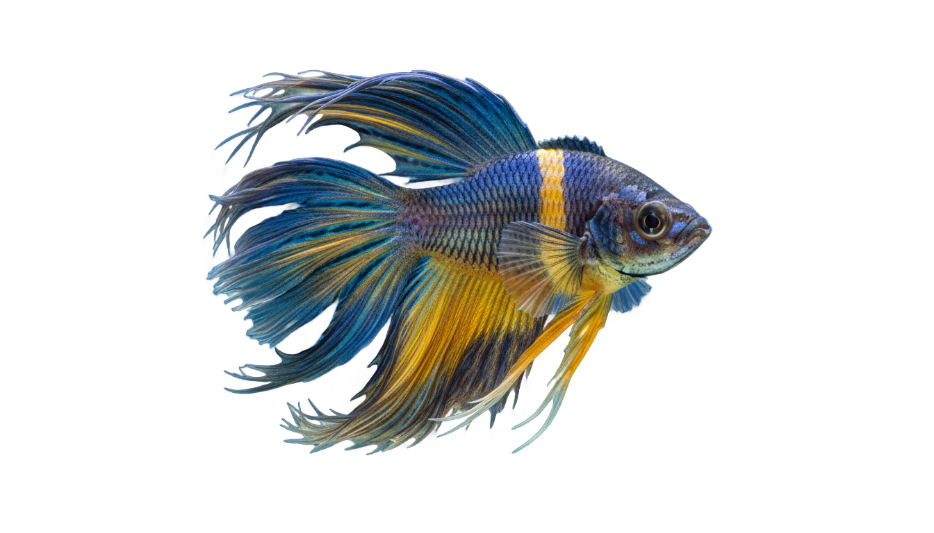 sea fish png PNG transparent background