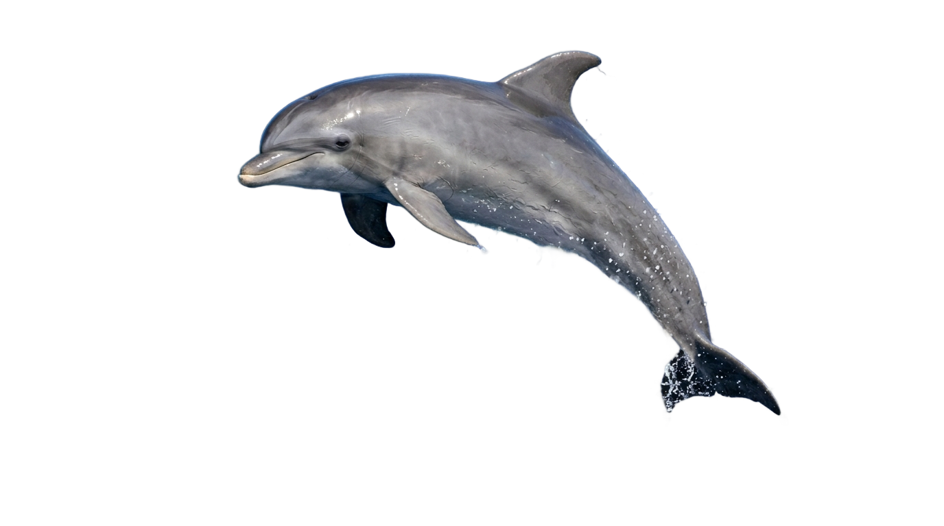dolphin slot png PNG transparent background