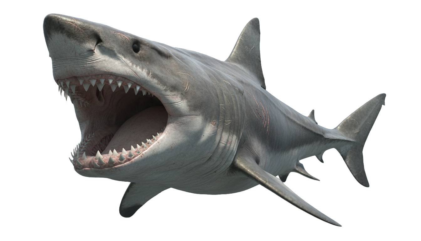 megalodon shark png PNG transparent background