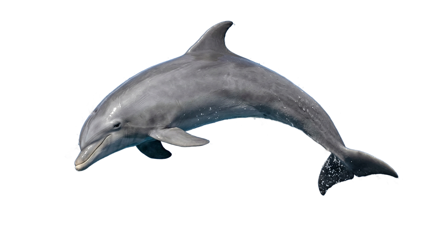 animated dolphin png PNG transparent background