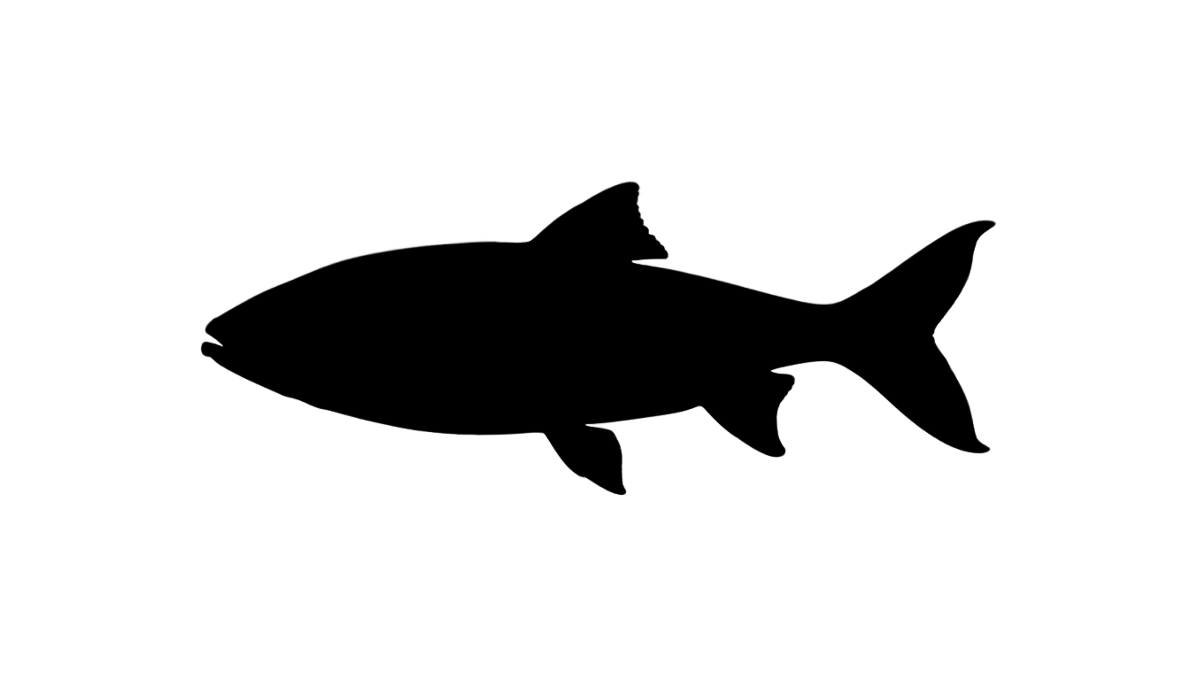 fish silhouette png PNG transparent background
