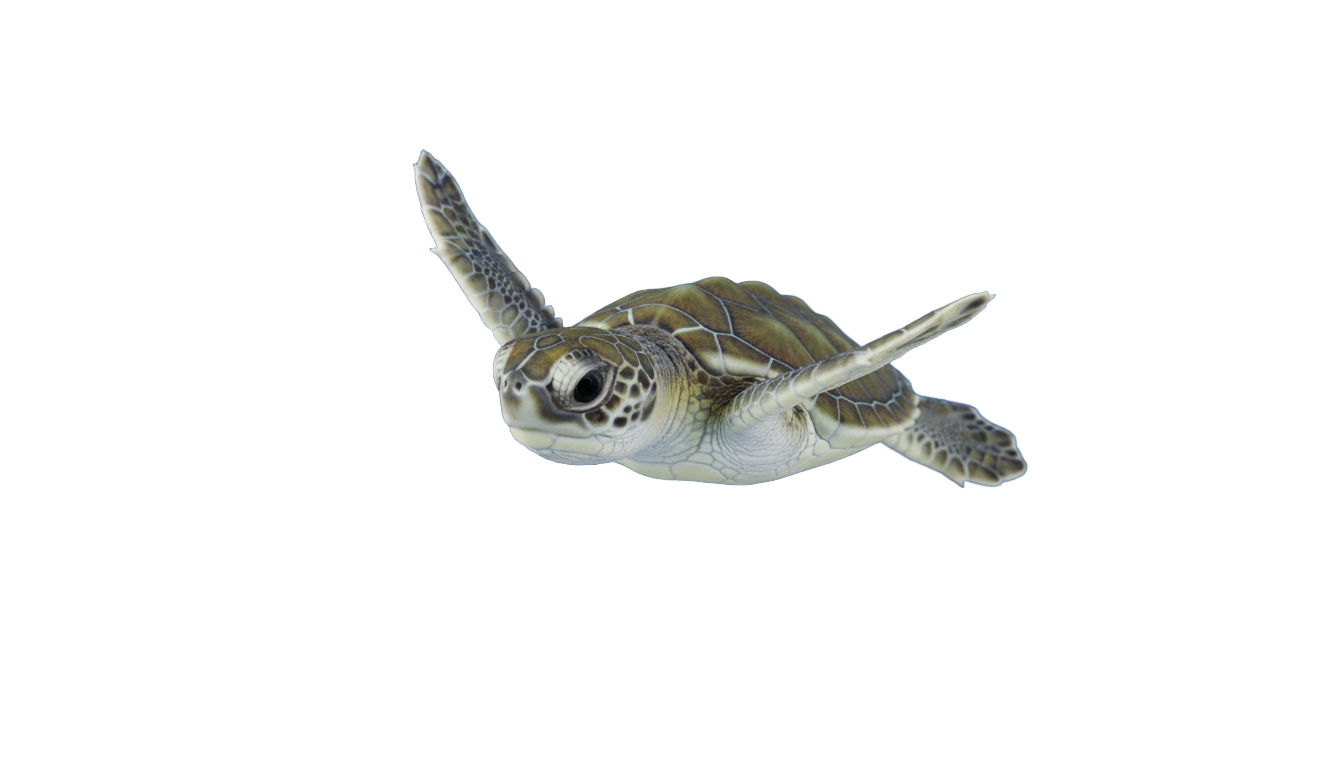 baby sea turtle png PNG transparent background