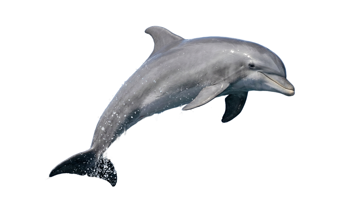 dolphin slot png PNG transparent background
