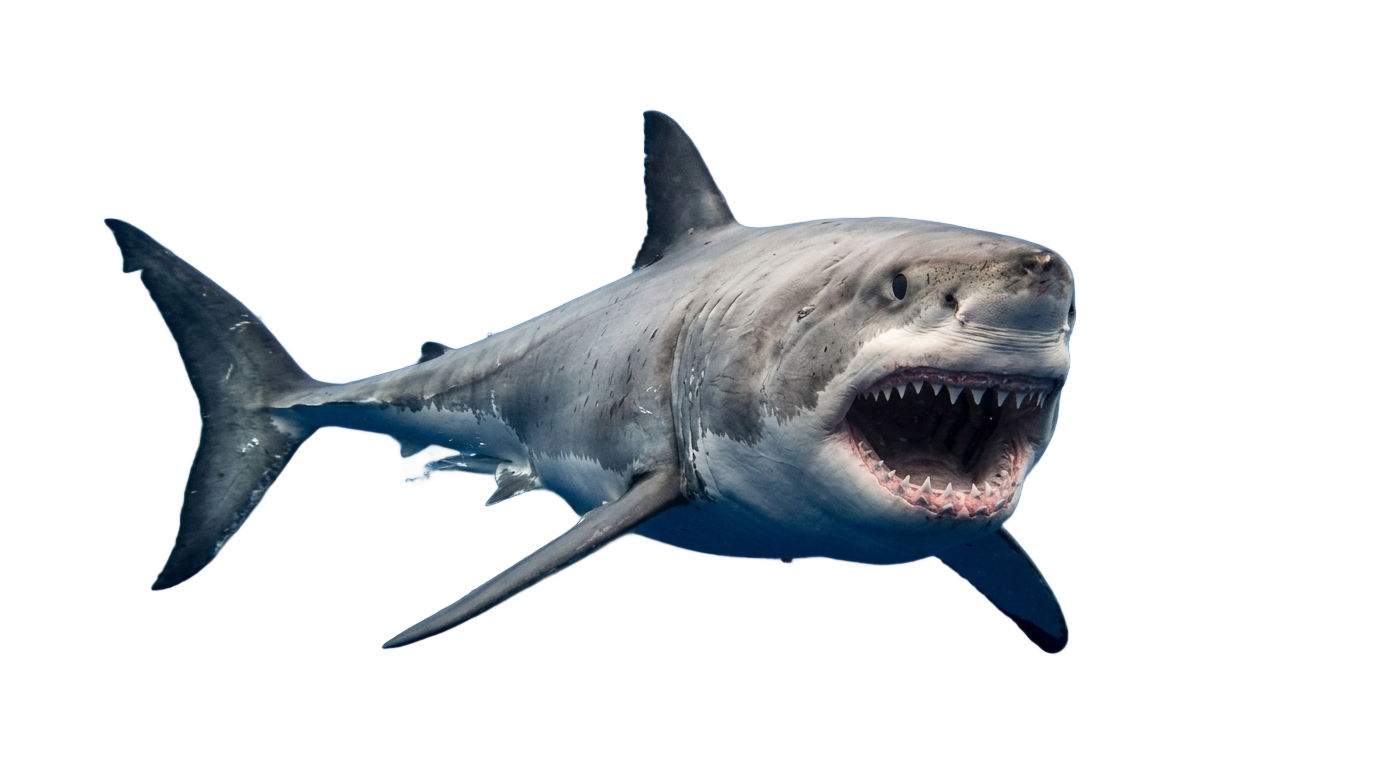 shark illustration png PNG transparent background