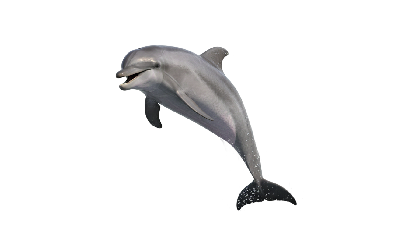 dolphin jumping clipart png PNG transparent background