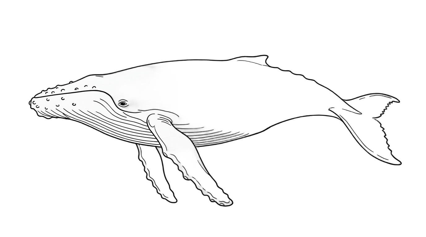 whale outline png PNG transparent background