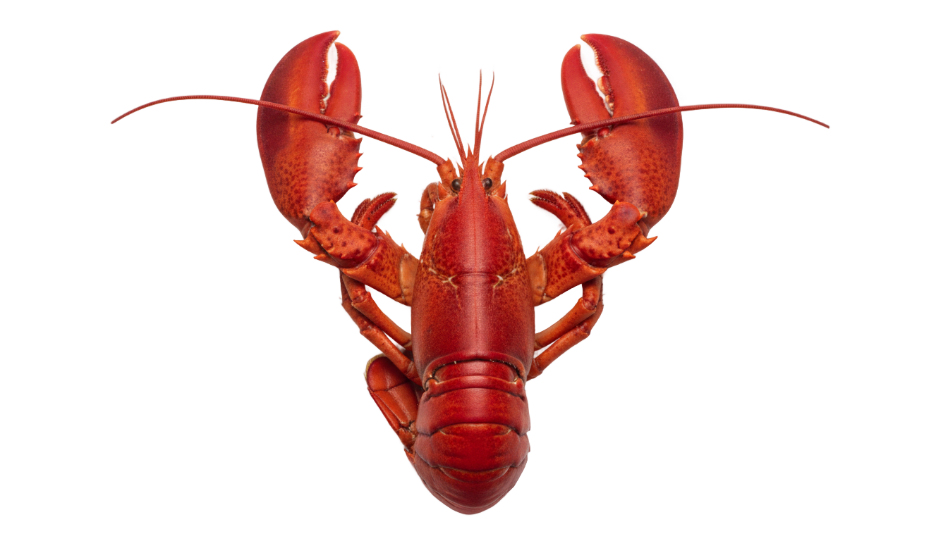 lobster clipart png PNG transparent background